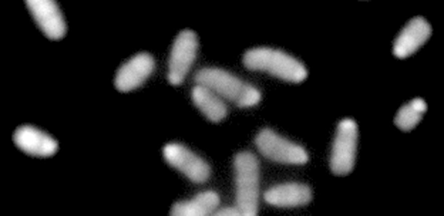 Chromosomes in haploid mouse embryonic stem cells