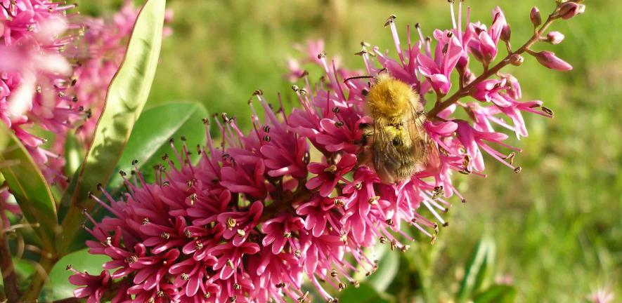 Bumblebee foraging from a Hebe inflorescence