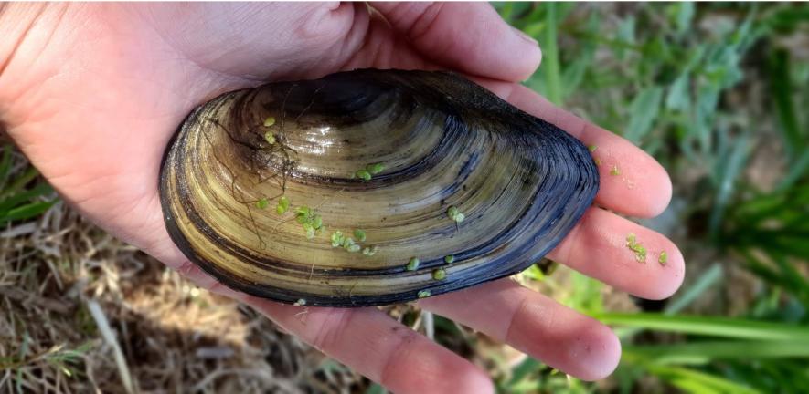 Researcher holding a mussel