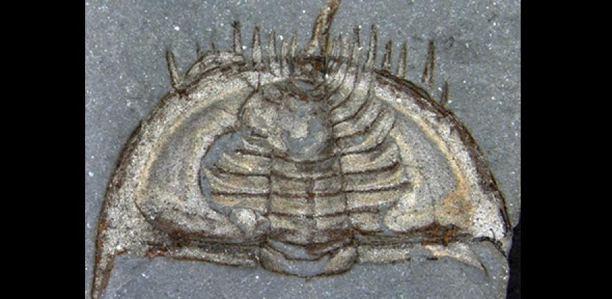 Completely enrolled specimen of the olenellid Mummaspis muralensis from the early Cambrian Mural Formation (Jasper National Park, Alberta). This represents the oldest direct evidence of enrolment in the fossil record of polymerid trilobites