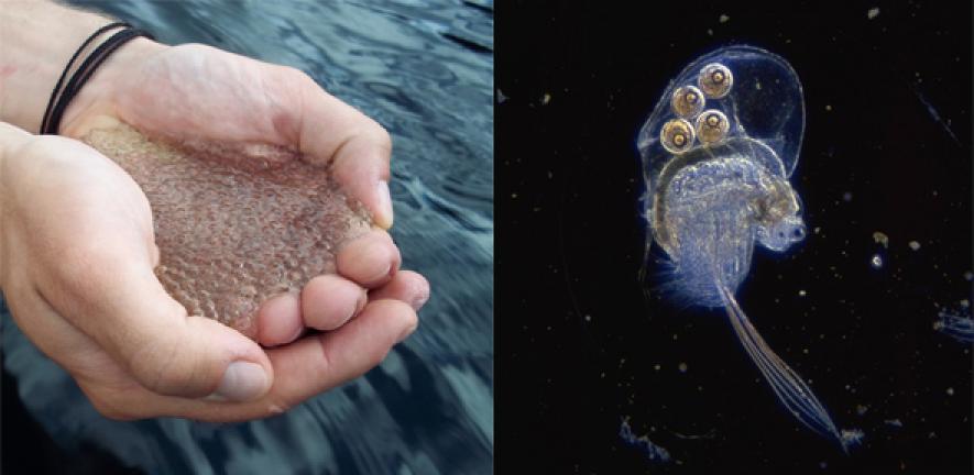 Left: a handful of Holopedium from a lake in the Muskoka-Haliburton region of Ontario. Right: a Holopedium up close