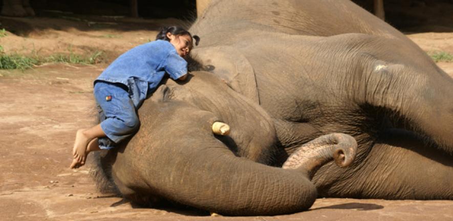 Do Elephants Think Humans are Cute  