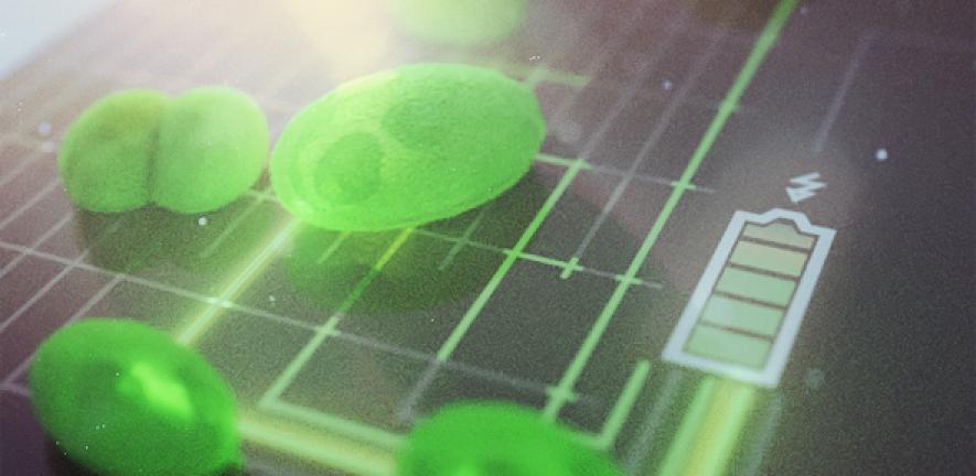 Harnessing the power of algae: new, greener fuel cells move step closer to  reality | University of Cambridge