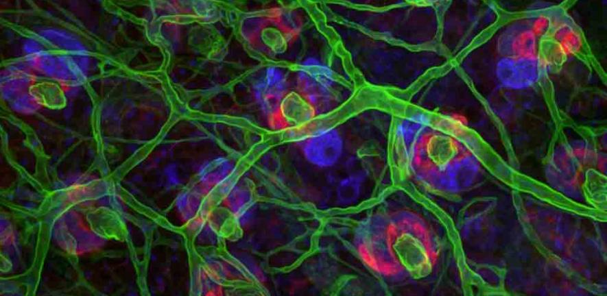 Stem cells in the skin - stem cells labelled in red are found in special microenvironments where they are surrounded by other types of cell 