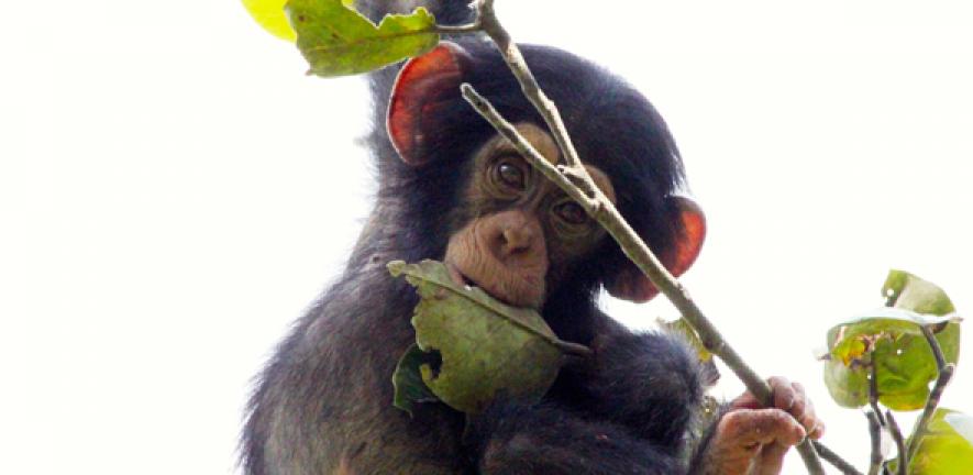 Young chimpanzee playing with branches. 