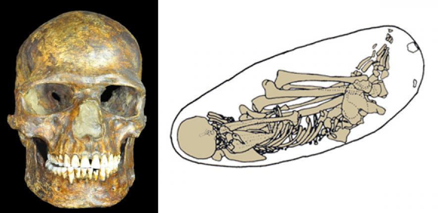 Kosenki fossil skull, and and illustration of the Kosteni find 