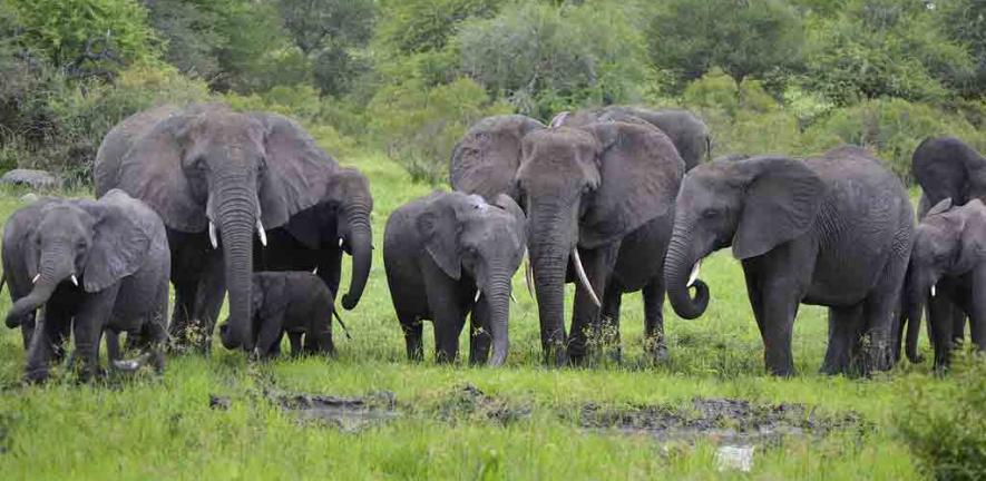 Elephants at Kruger National Park, South Africa