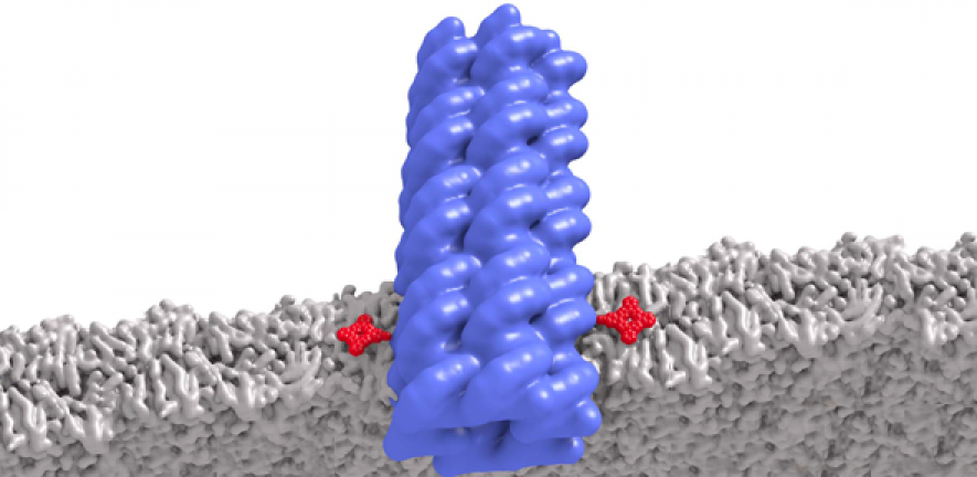The DNA nanopore (in blue) is a tube formed of folded strands of DNA. The porphyrin anchors, in red, anchor it securely between the two layers of the cell membrane (in grey), which is shown in cross-section.