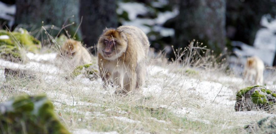 Barbary Macaques in their natural habitat of the Atlas Mountains