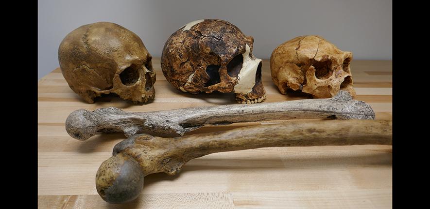 Human fossil skulls and thigh bones 