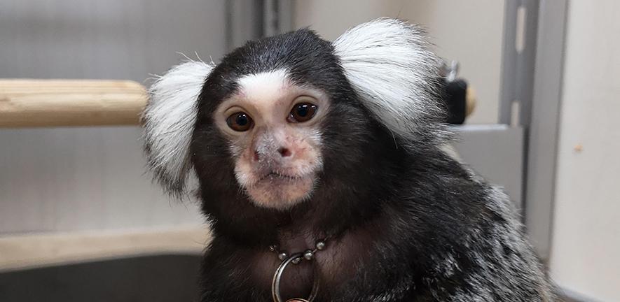 Marmoset