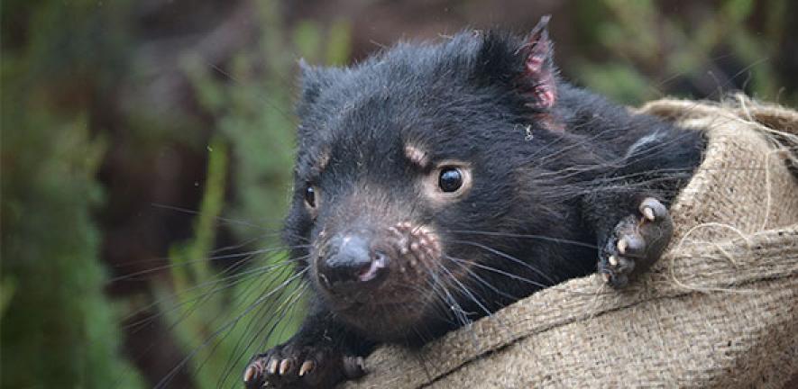 Tasmanian Devil