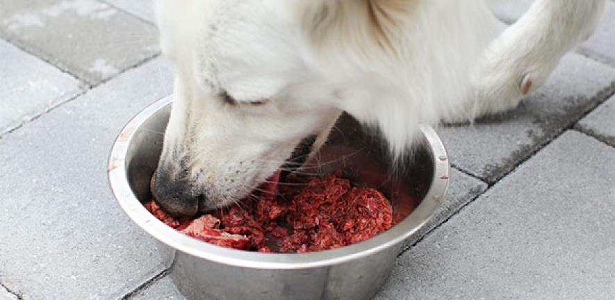 Dog eating raw meat