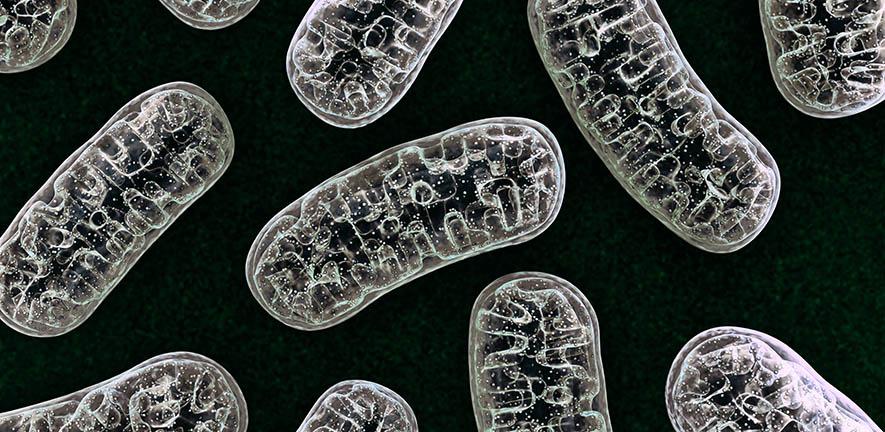 3D illustration of mitochondria