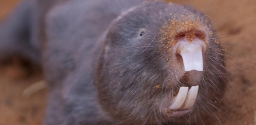 Why mole rats are more flexible than we previously thought | University of Cambridge Why mole rats are more flexible than we previously thought | University of Cambridge
