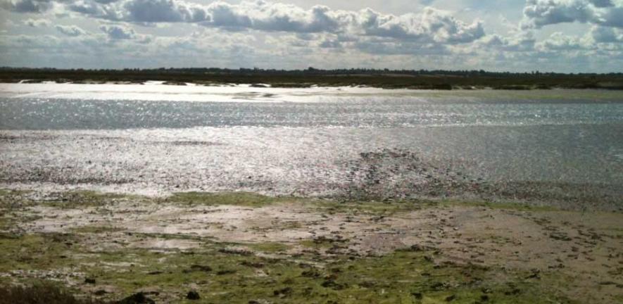 Mudflat and marsh at Abbots Hall, Essex 