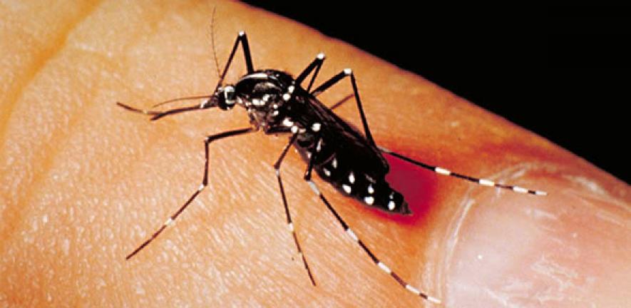 Aedes Albopictus mosquito (cropped, lightened)