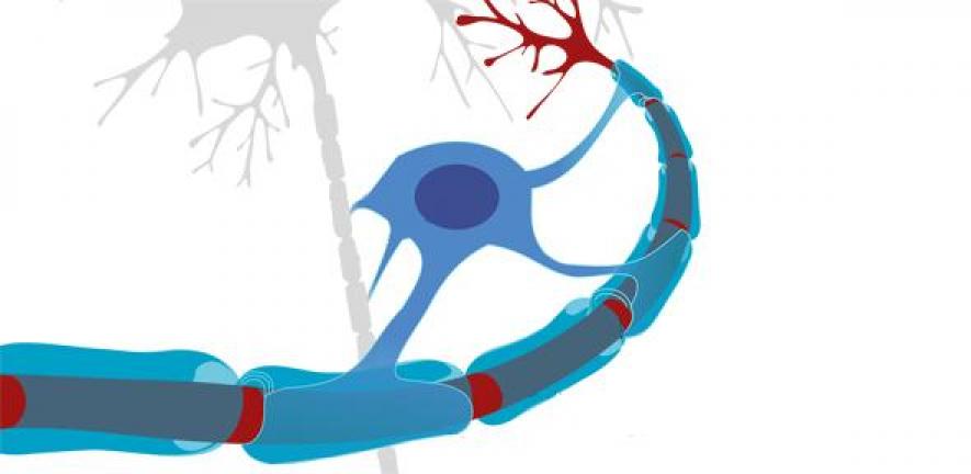 Neuron with oligodendrocyte and myelin sheath (edited)