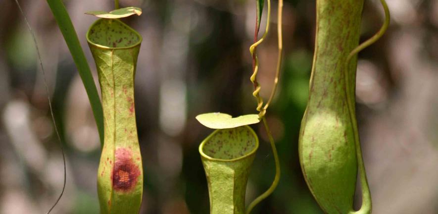 Pitcher Plant Uses Rain Drops To Capture Prey University Of Cambridge Tropical pitcher plants (nepenthes species) are a bit more expensive and difficult to grow, due to their more precise temperature requirements. pitcher plant uses rain drops to