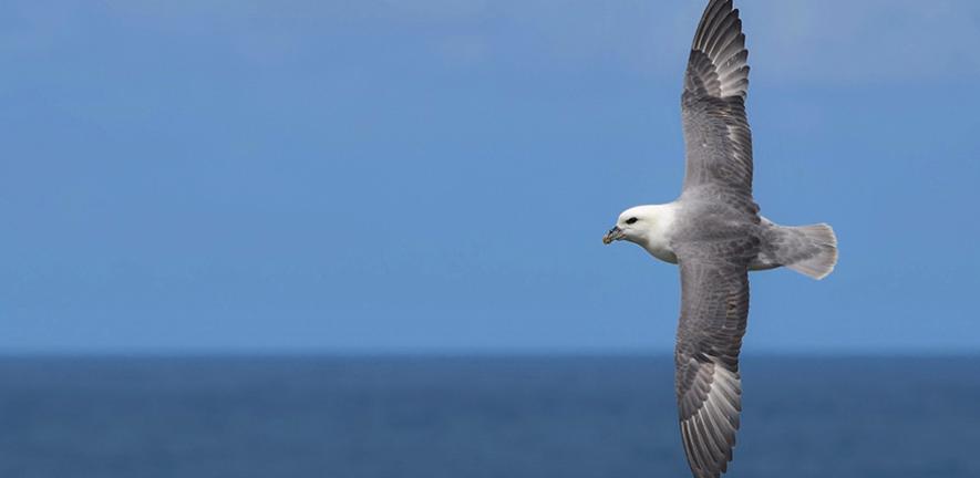 Northern Fulmar in flight