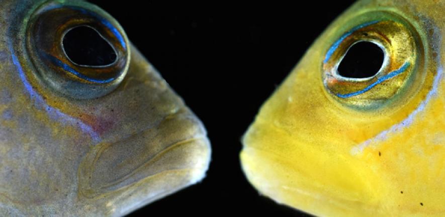 Brown Vs Yellow Dottyback