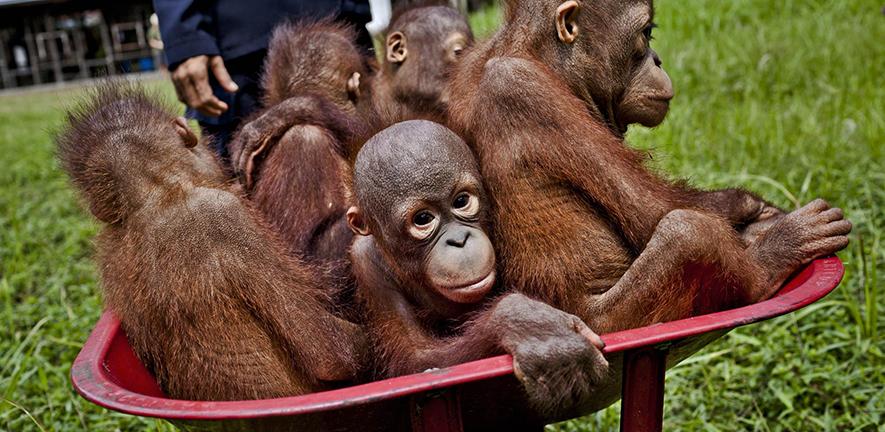 Baby orangutans in Central Kalimantan. Expansion of oil palm plantations is destroying their forest habitat.