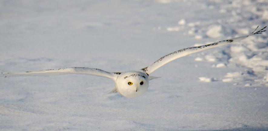 Flying snowy owl