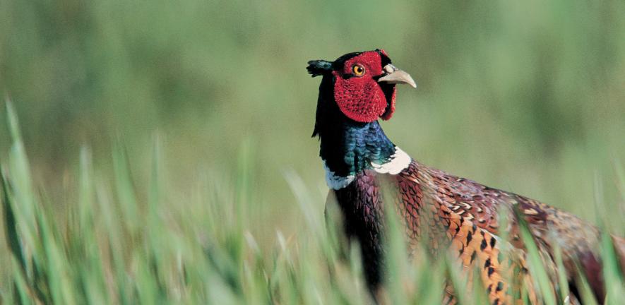 Pheasant