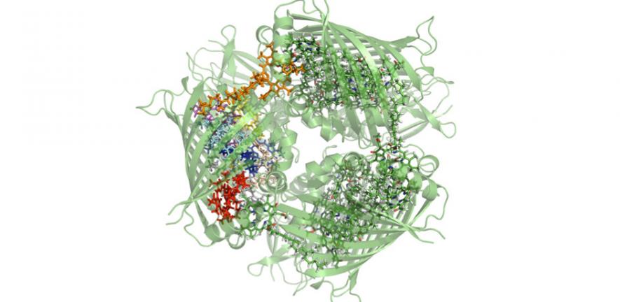 Structure of the Fenna-Matthews-Olson complex