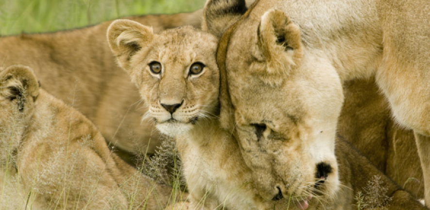 Lion Cub with Mother in the Serengeti