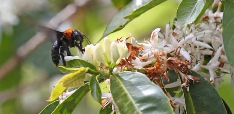 Carpenter bee (Xylocopa flavorufa) visiting coffee flower (Coffea arabica)