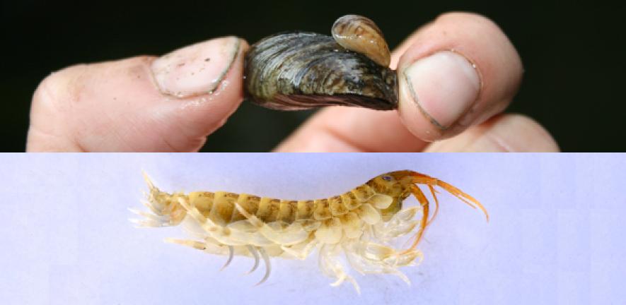 Top: quagga mussel hitching a ride on a zebra mussel. Bottom: killer shrimp