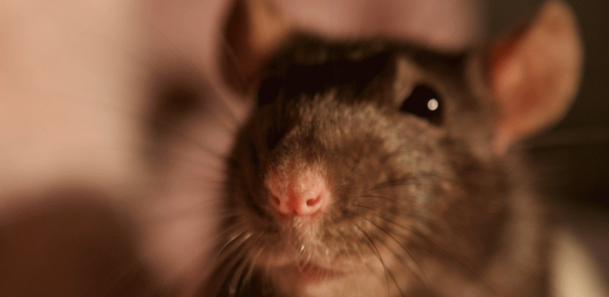 Poppy the rat says hello