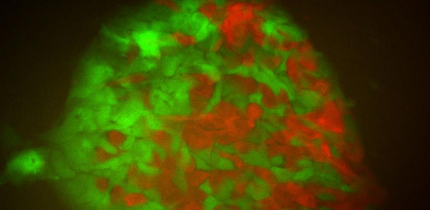 A colony of human embryonic stem cells formed from a mixture of cells expressing red or green fluorescent proteins