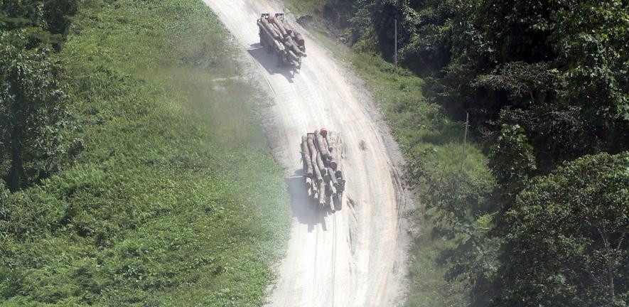 A caravan of logging trucks along a forest road in Sabah, Malaysian Borneo