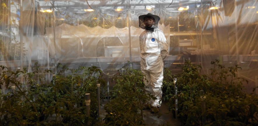 Researcher Sanjie Jiang inside the 'flight arena' in the glasshouse of the Cambridge University Botanic Garden.