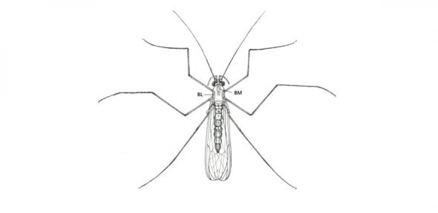 Dorsal view of adult Dixa BM, BL, median and lateral bands on the scutum