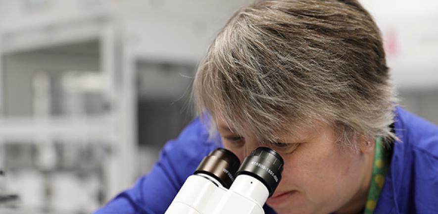 Scientist looking down microscope