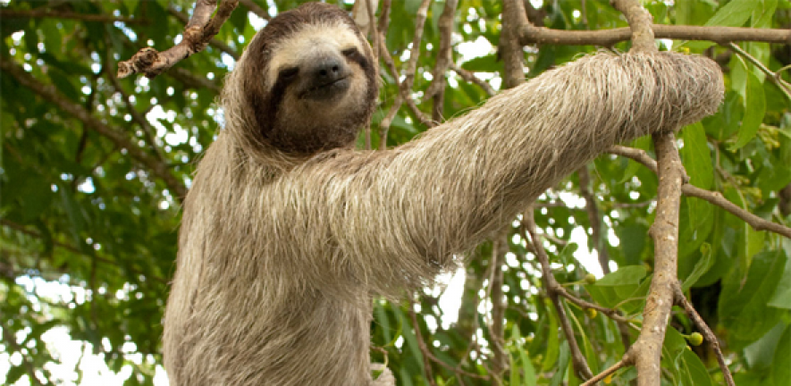 Sloth