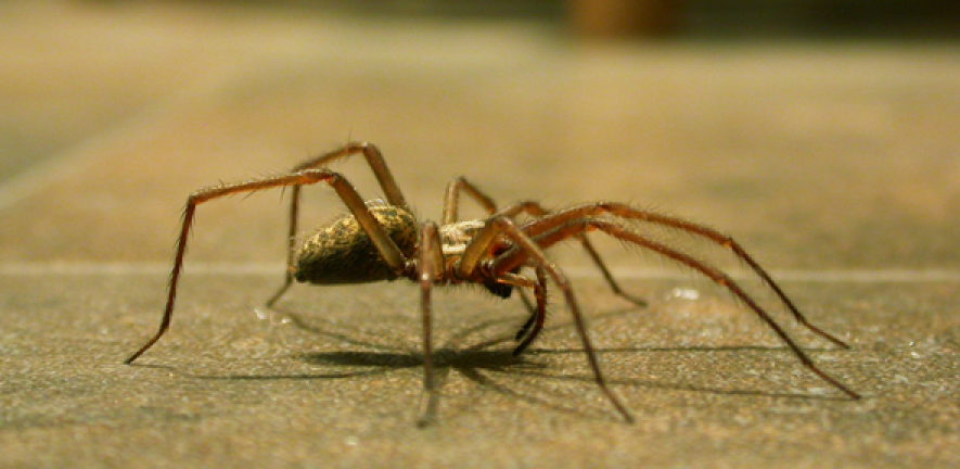 Large house spider on kitchen floor