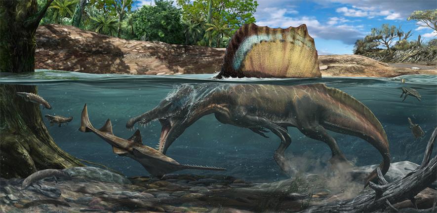 Illustration of Spinosaurus hunting underwater