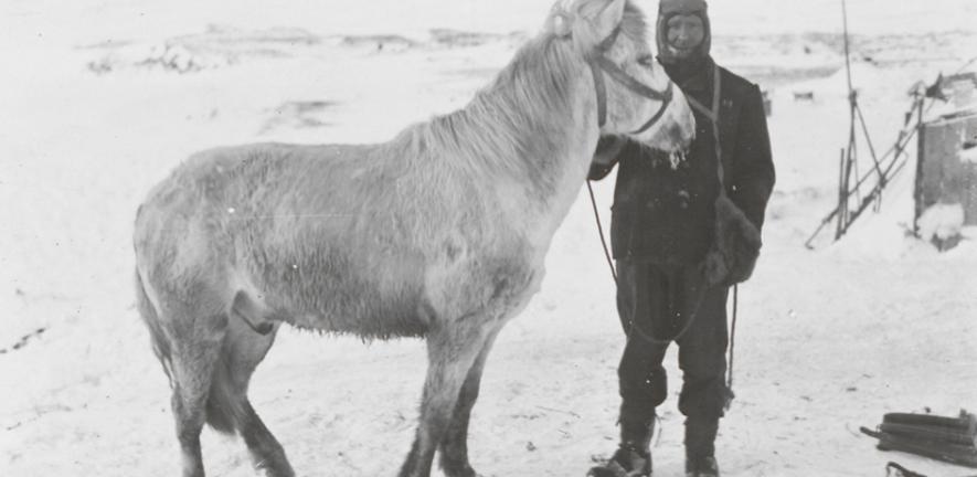 PO Edgar Evans with the pony Snatcher, Cape Evans, October 1911