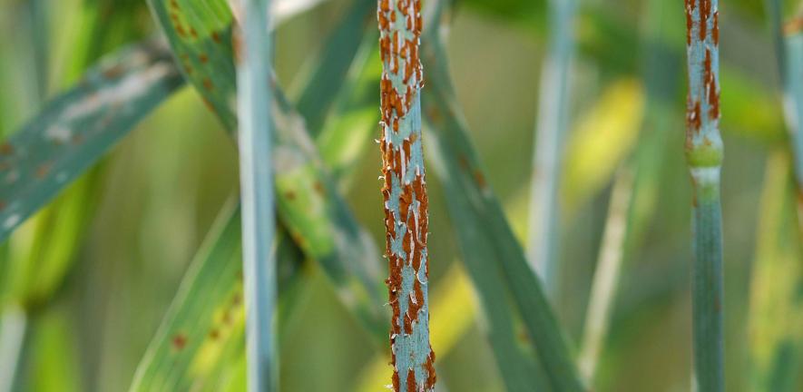 Wheat stem rust