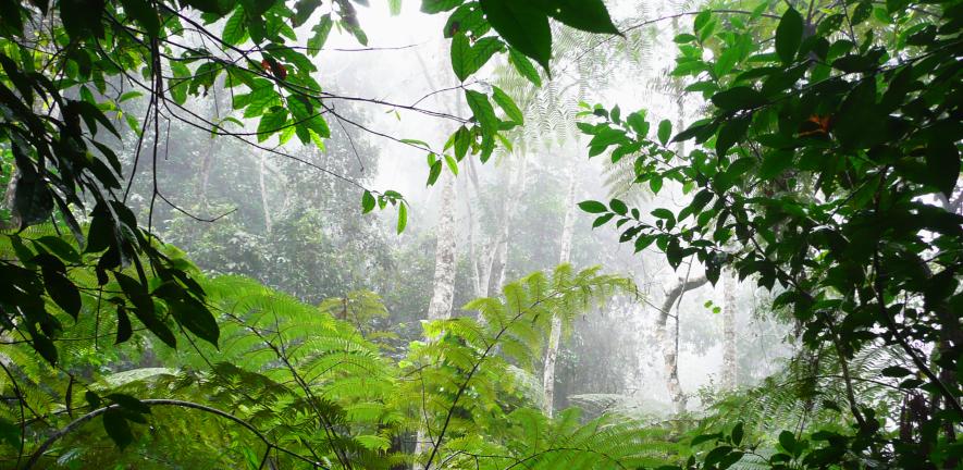 Tropical forest in Tanzania