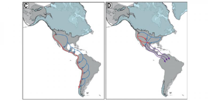 Two of the four possible combinations of ancient admixture highlighted by the researchers.  