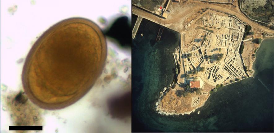 Left: whipworm egg taken from ancient Greek faecal matter. Right: excavation of the Bronze Age site of Ayia Irini on the island of Kea.   