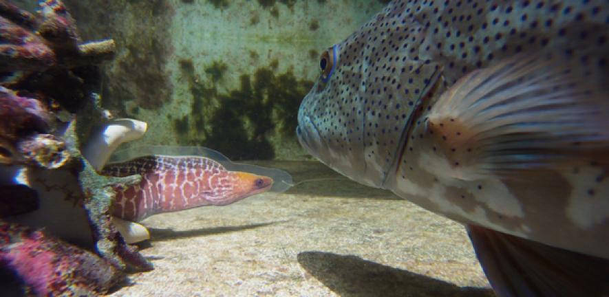 Coral trout with modal of moray eel during experiment