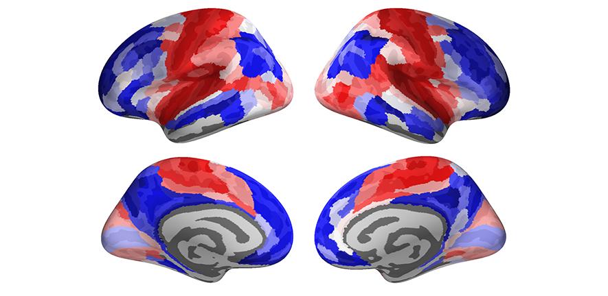 Brain development during adolescence: red brain regions belong to the “conservative” pattern of adolescent development, while the blue brain regions belong to the “disruptive” pattern