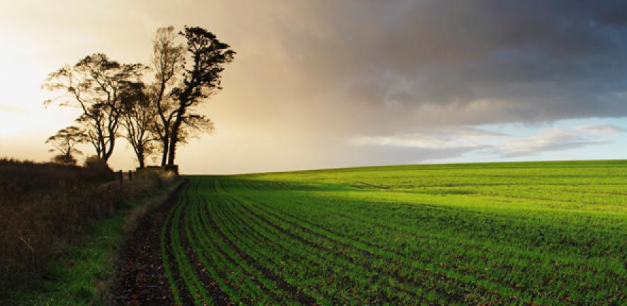 Rural Landscape near Fife
