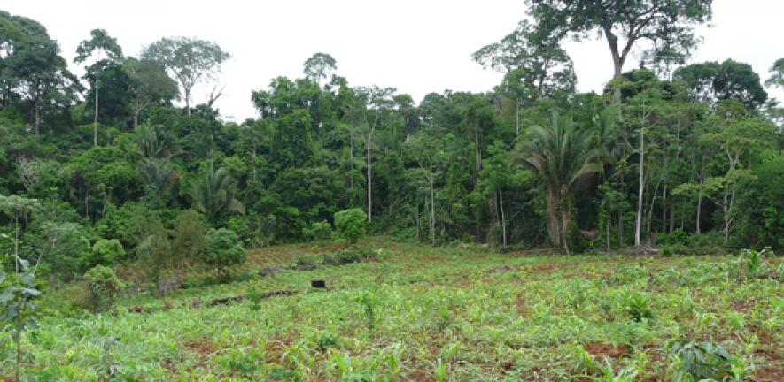 Corn plantation nearby remaining forest in the Amazon region 